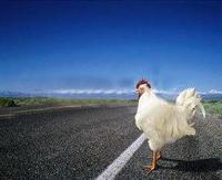 chicken_at_road.jpg
